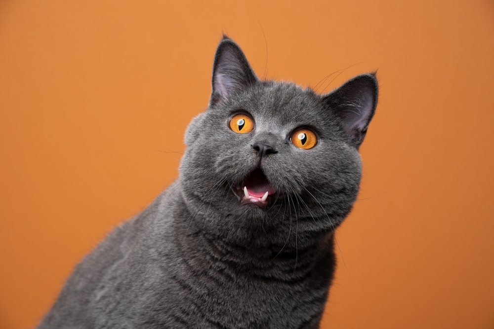 รูปแมวขนสั้นอังกฤษตลกๆ ดูตกใจหรือแปลกใจบนพื้นหลังสีส้มพร้อมพื้นที่การคัดลอก รู้รึเปล่า