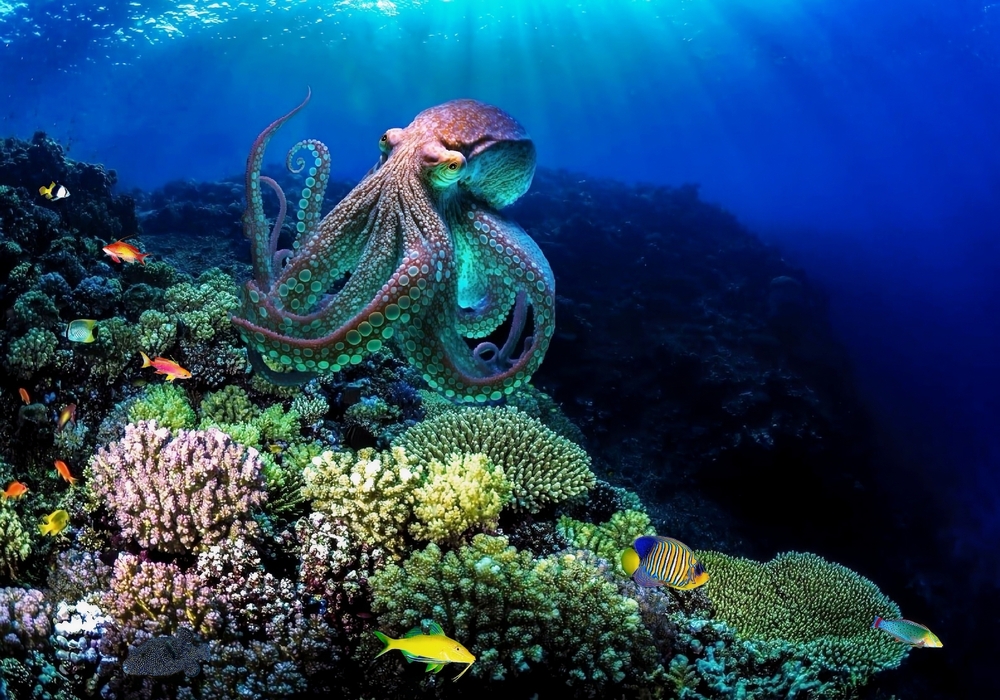 ปลาหมึกยักษ์ที่งดงามยอมรับสีของแนวปะการังสีม่วงอย่างสมบูรณ์แบบซึ่งแสดงถึงทักษะการอำพราง