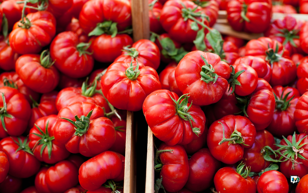 La Tomatina