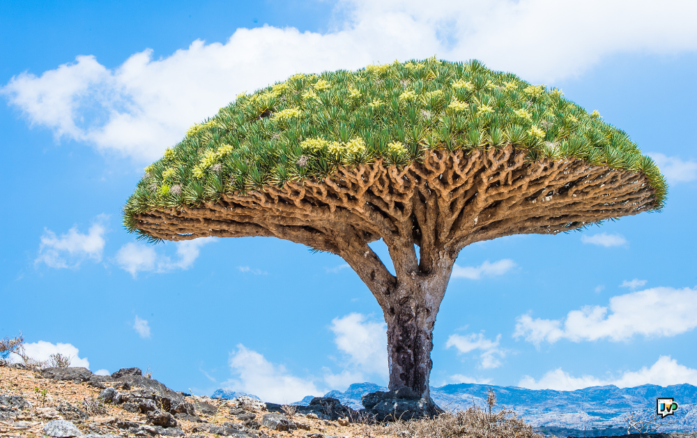 Socotra Island