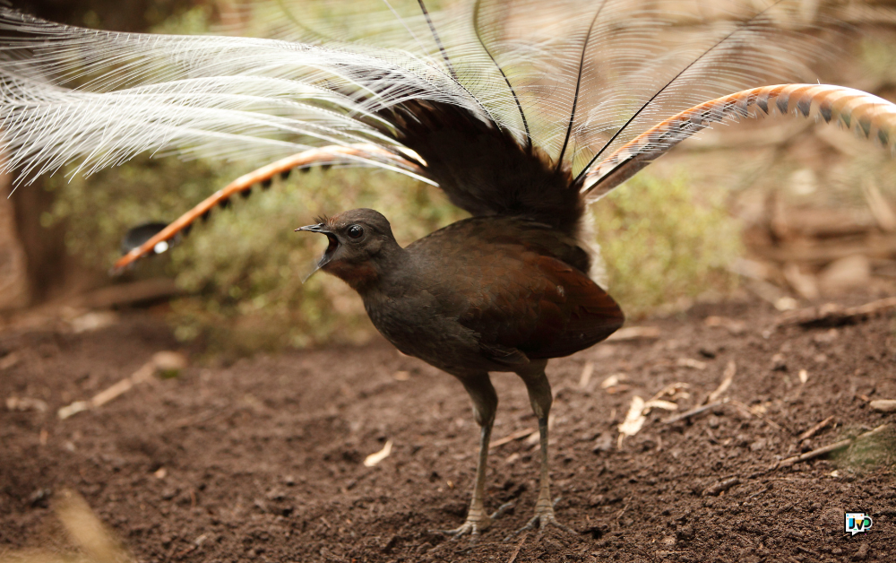 Lyrebird